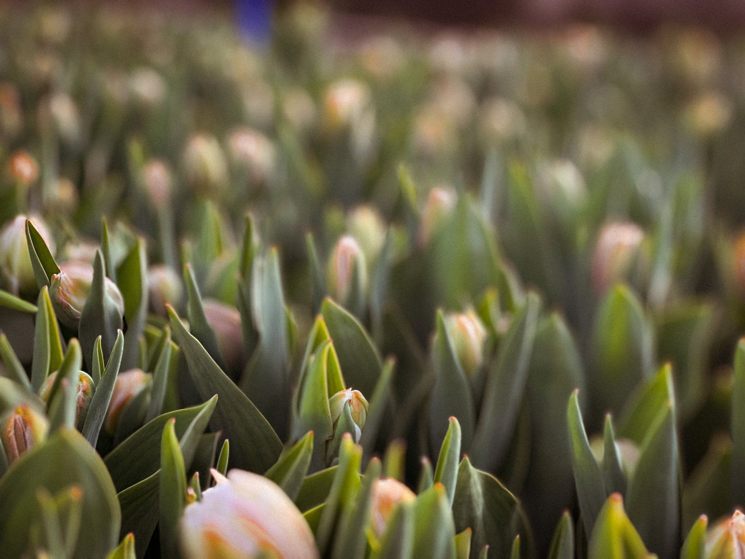 Seeds | Bouquets | Subscriptions