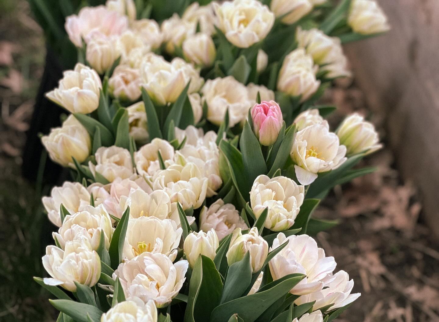 Local Flower Bouquet 12 - 15 Stems