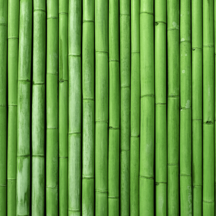 Bamboo & Aloe