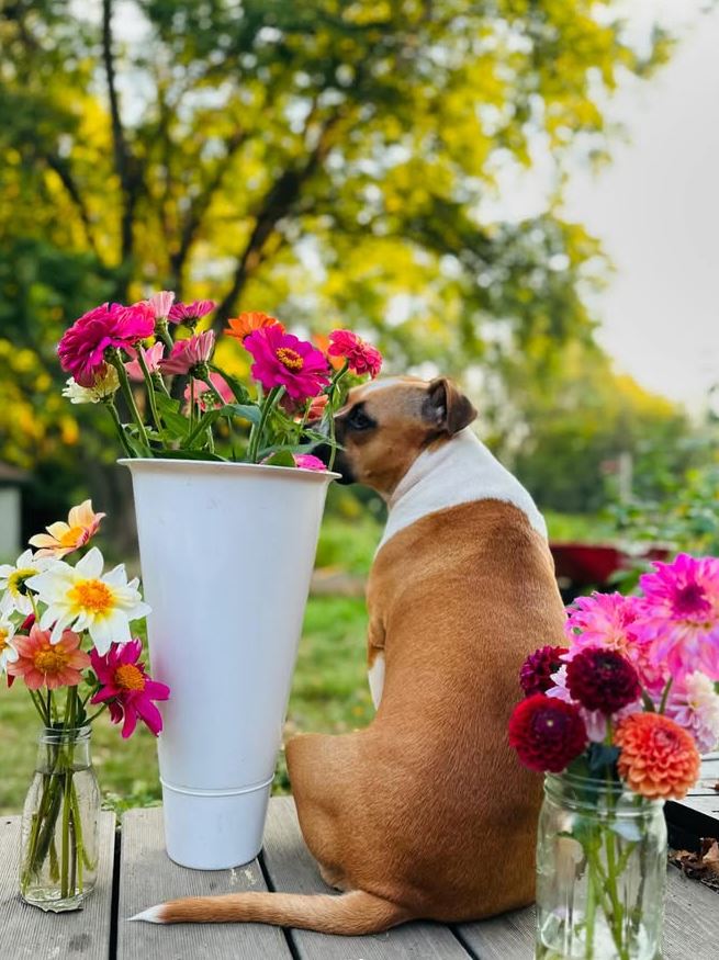 Local Flower Subscription (4 Bouquets)